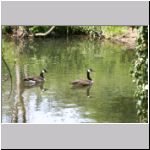 Branta canadensis - Kanadagans 18 OS-Hellern-Duete.jpg